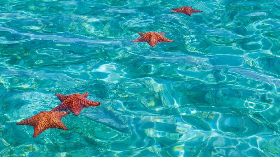 Punta Cana: Saona Island Catamaran Tour with Food & Open Bar - Saona Island and the White-Sand Beach