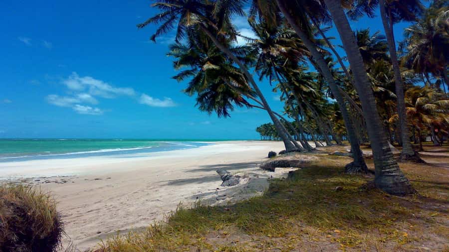 Recife: Tour to Carneiros with Catamaran Ride - The road south from Recife