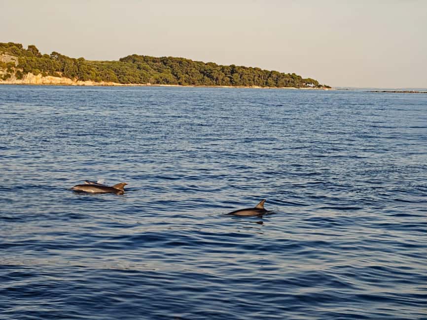 Rovinj: Sunset & dolphin group tours with Catamaran - Looking for dolphins without chasing them