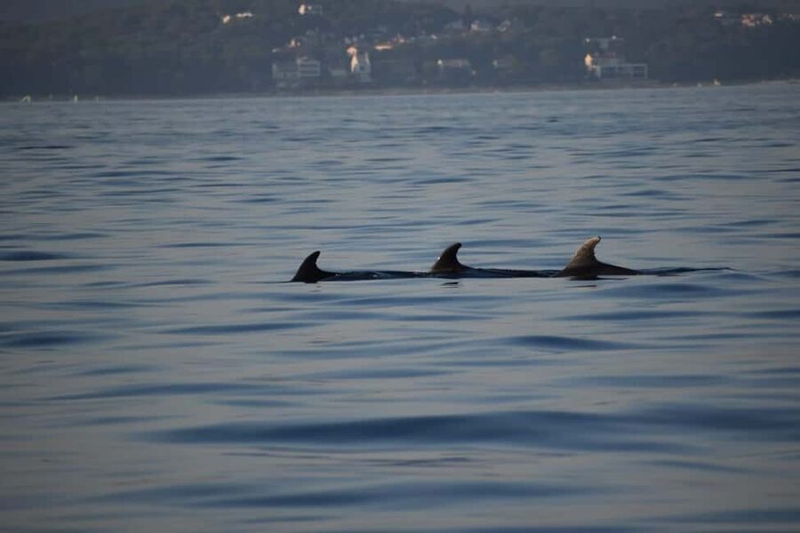 Rovinj: Sunset & dolphin group tours with Catamaran - Sunset over Rovinj, then the harbor panorama