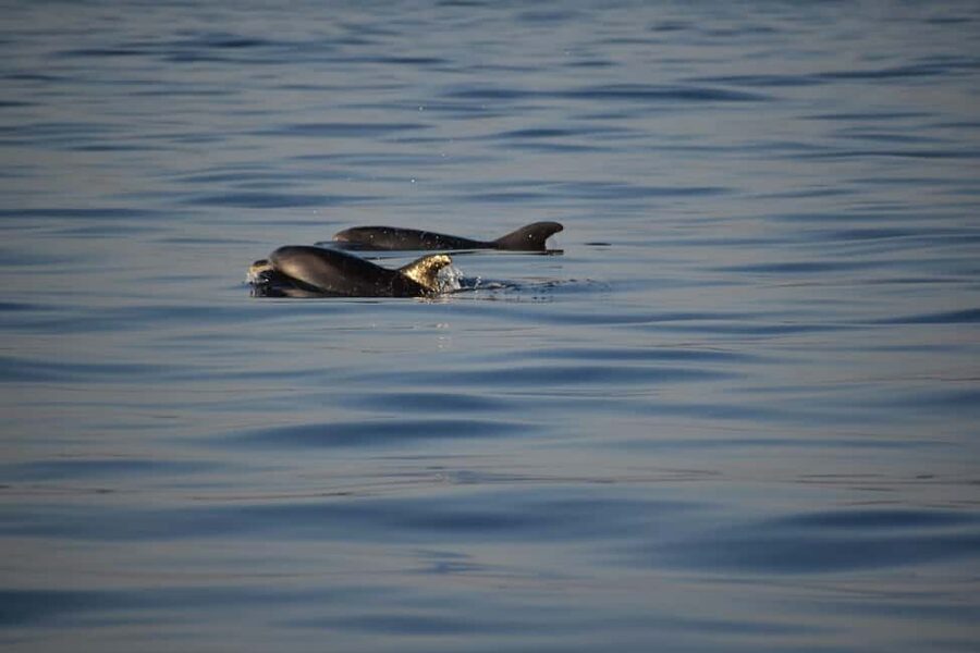 Rovinj: Sunset & dolphin group tours with Catamaran - Is $41 good value for 90 minutes?
