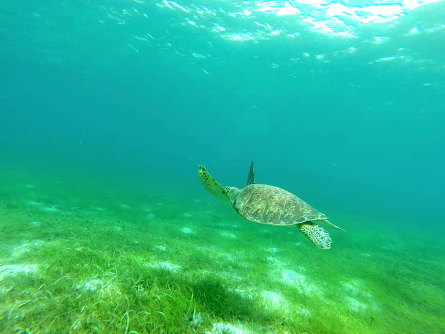 Sailing catamaran in La Baie des Saintes - What you might see beneath the boat
