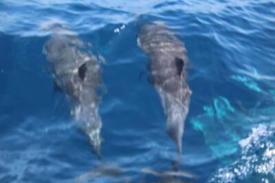 Sal Island: Catamaran cruises on Sal Island
