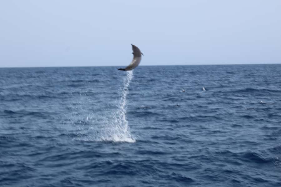 Sal Island: Catamaran cruises on Sal Island - Who will enjoy the Bazov catamaran cruise