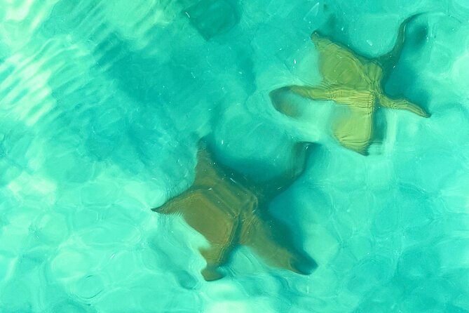 Saona Island, Natural pool Starfish, Fast boat, Catamaran +Dances - Saona is the main event