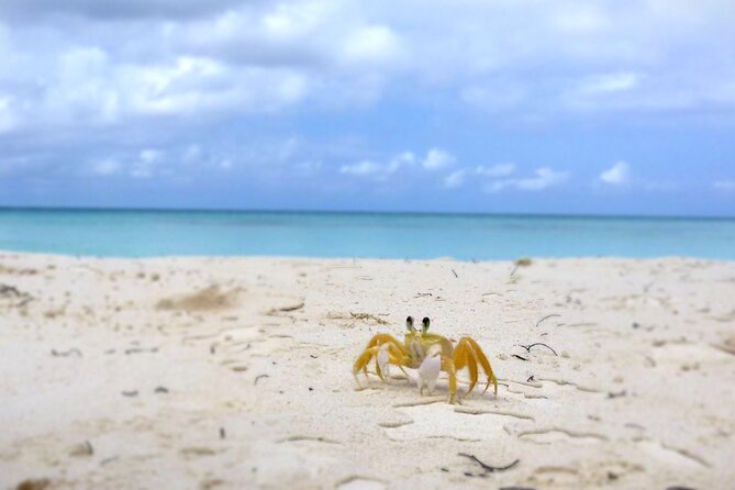 Saona Island, Natural pool Starfish, Fast boat, Catamaran +Dances - The natural pool and its starfish