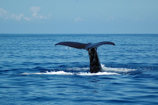 Seaborn Catamaran trips - What the $42.24 price really buys you