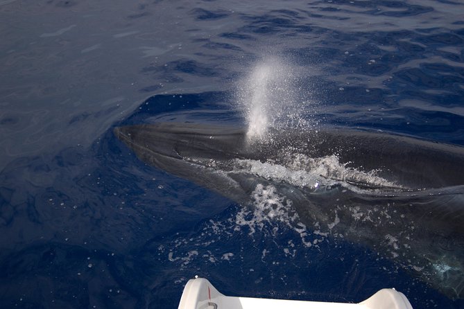 Seaborn Catamaran trips - Cabo Girão from the water