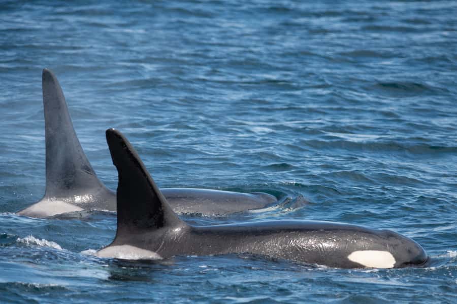 Seward: Kenai Fjords National Park Catamaran Cruise w/Lunch - Who will enjoy this Kenai Fjords cruise?