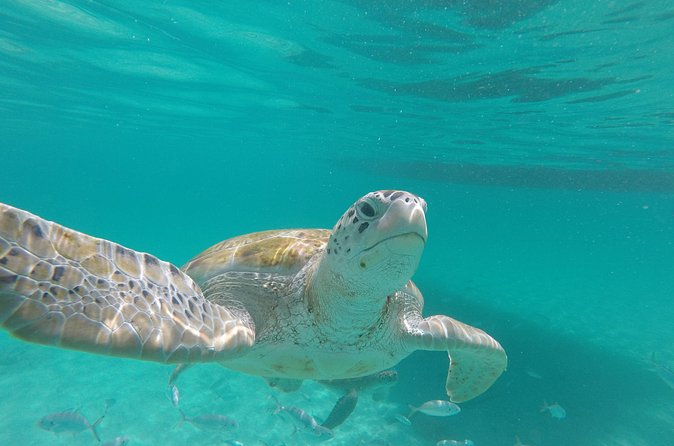 Shasa Catamaran Cruises Limited Numbers 3 Hour Sail and Snorkel - Is $80 a fair price?