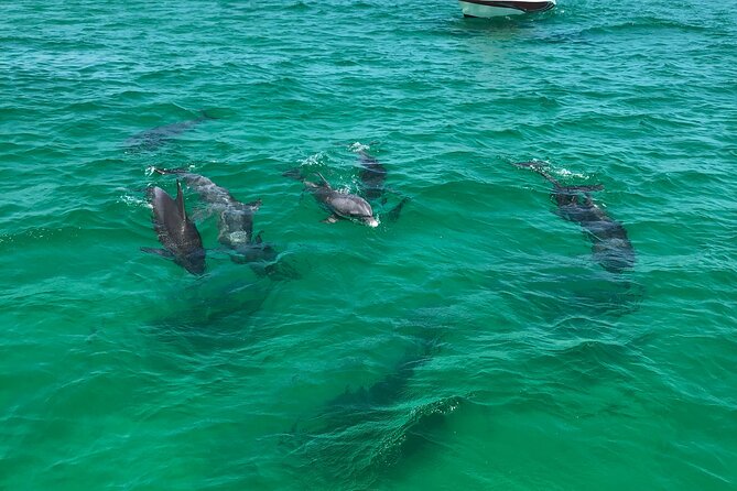 Shell Island Snorkel and Dolphin Catamaran Cruise with Island Time - What the three-hour itinerary feels like
