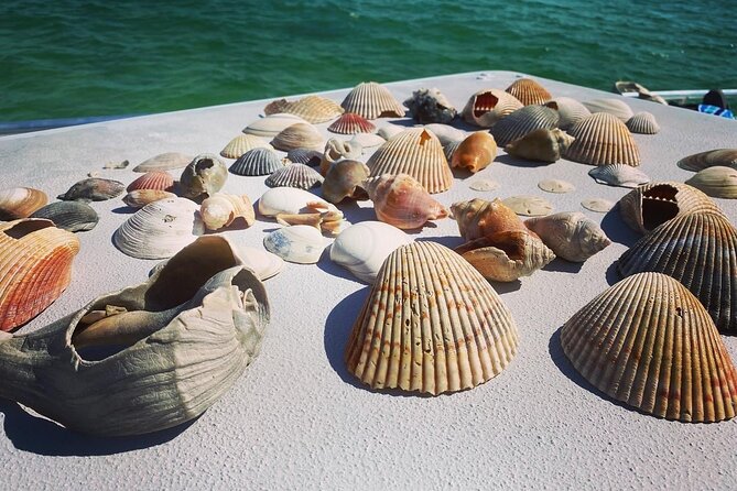 Shell Island Snorkel and Dolphin Catamaran Cruise with Island Time - Price and what you receive for $57.59