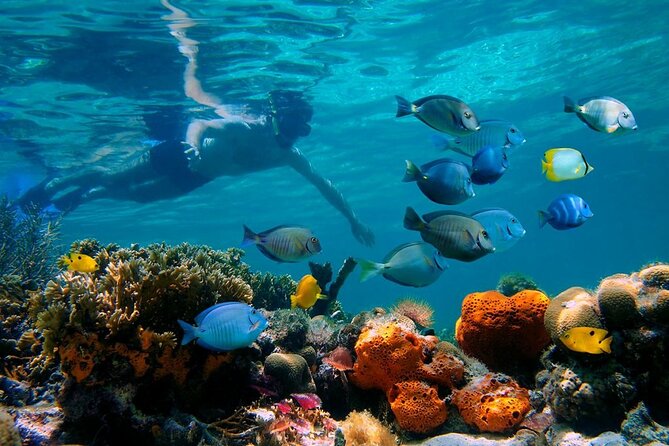 Short Excursion 4-Hour Party Catamaran and Snorkeling - A snorkeling trip with a party on top