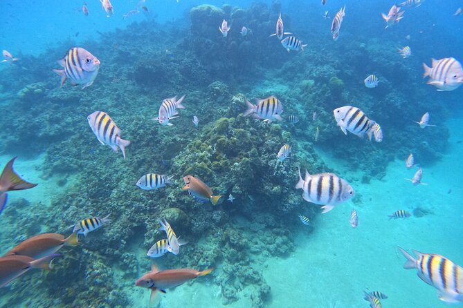 Short Excursion 4-Hour Party Catamaran and Snorkeling - Is $75 a fair price?