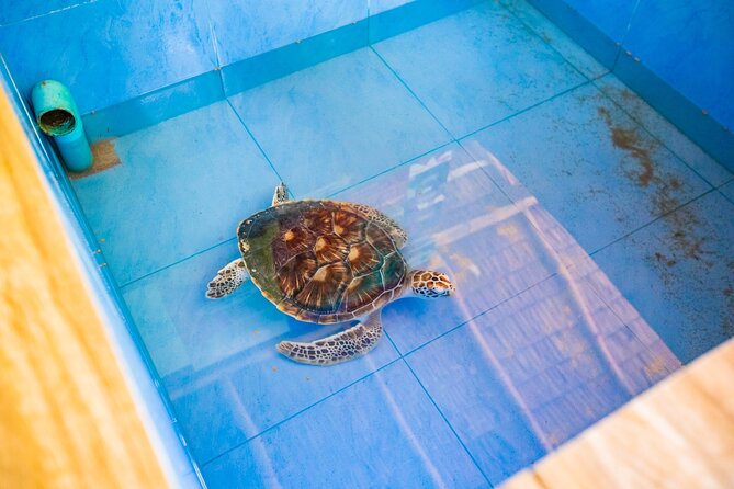 Similan Islands Snorkeling Tour By Speed Catamaran From Khao Lak - Island 9 offers another clear-water session