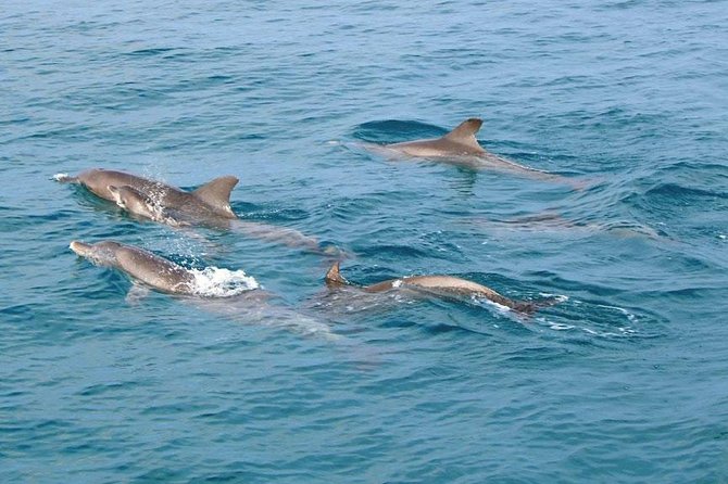 Similan Islands Snorkeling Tour By Speed Catamaran From Khao Lak - Ko Pa Yu and the western reef stops