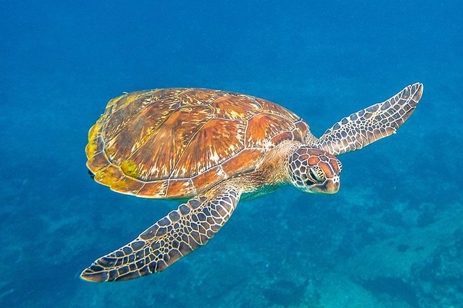 Similan Islands Snorkeling Tour By Speed Catamaran From Khao Lak - Ko Similan gives you time on the beach