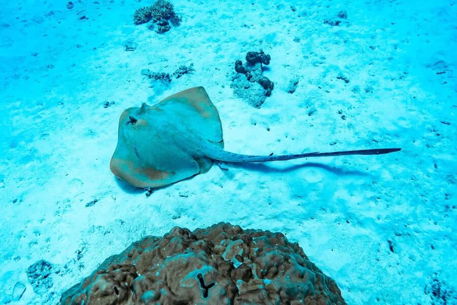Sister, Coco, and Felicite Island: Seychelles Catamaran Tour - Transfers from Praslin and La Digue