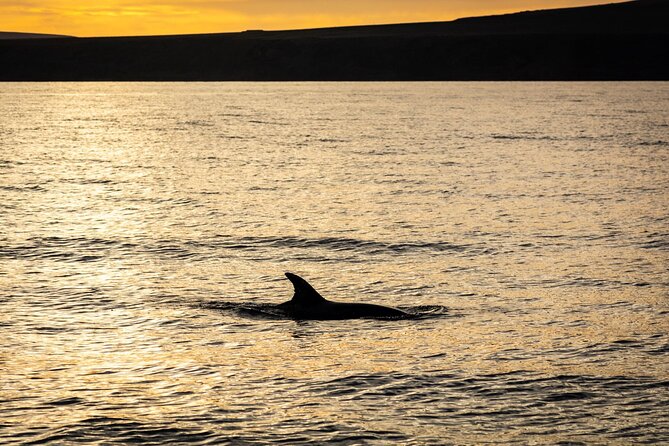 Small Group Dolphin Sunset Tour on Electric Catamaran Lanzarote - Looking for dolphins in the Canary Islands