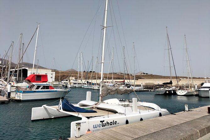 Small Group Dolphin Sunset Tour on Electric Catamaran Lanzarote - Who will enjoy this electric catamaran most?