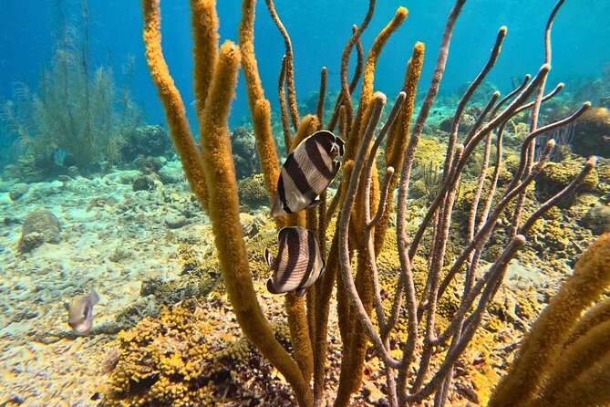 Snorkel Trip on a Catamaran Yacht All Inclusive Experience - The boat atmosphere and group size