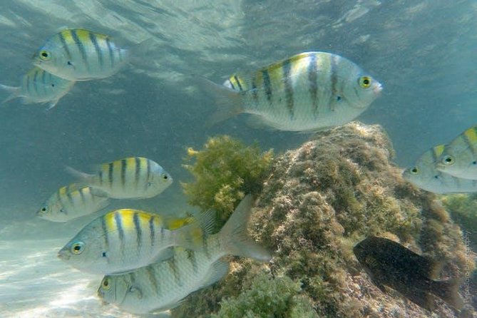 Snorkeling Catamaran Island Cruise - Weather, cancellation, and useful planning details