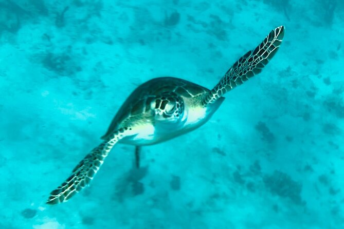 St. John Luxury Catamaran Turtle Snorkel and Cays Full Day - Who will enjoy this most