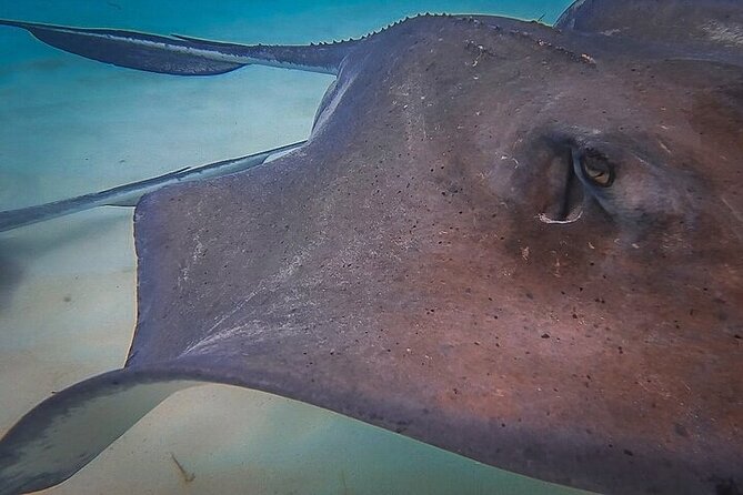 Stingray City Catamaran Sunset Tour - What to pack and how to prepare