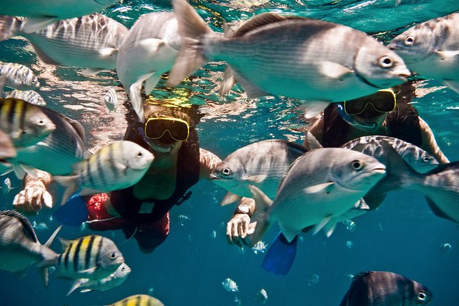 Sunset Catamaran and Snorkeling Cruise At Carlisle Bay - Snorkeling at a shallow shipwreck