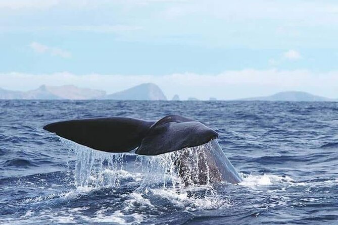 Sunset Catamaran Tour l Madeira Island - A swim in Madeira’s clear coastal water