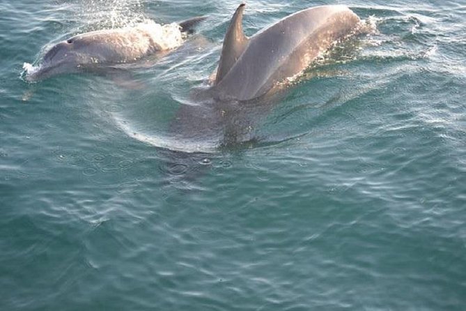 Sunset Dolphin Sail Aboard the Footloose Catamaran - Key points to know before you sail
