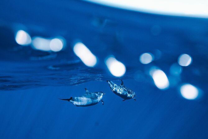 Swim with Dolphins Catamaran with Waterslide & Lunch on Oahu - Dolphins, fast swims, and the west coast