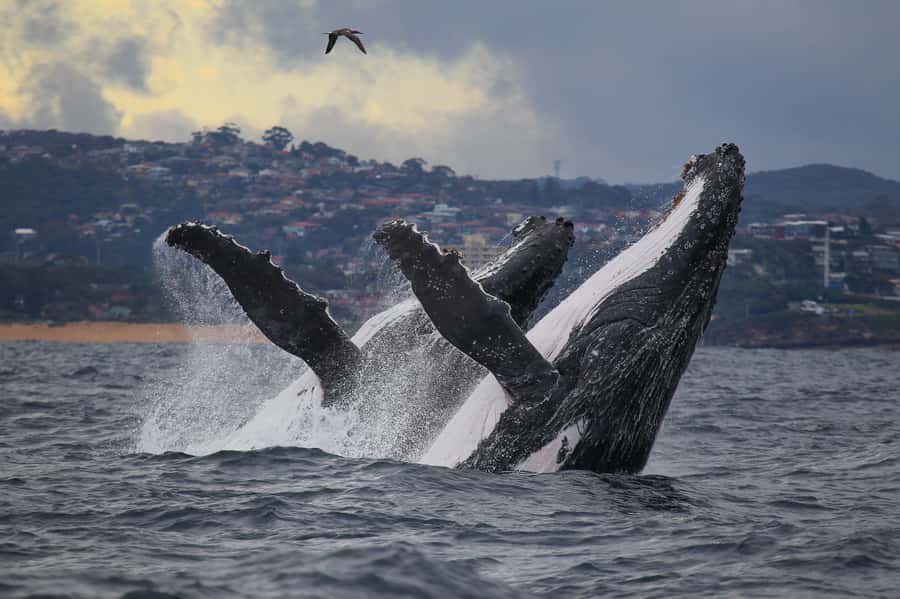 Sydney: Discovery Whale Watching Tour by Catamaran - Key points to know before you book