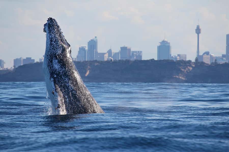 Sydney: Discovery Whale Watching Tour by Catamaran - Leaving Darling Harbour aboard Fantasea Avalon