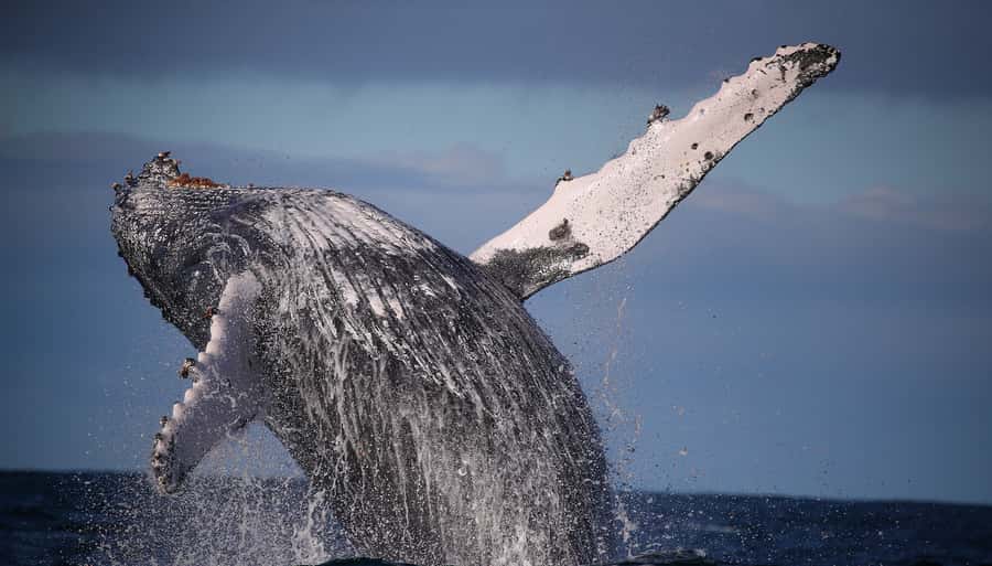 Sydney: Discovery Whale Watching Tour by Catamaran - Indoor comfort versus open-deck viewing
