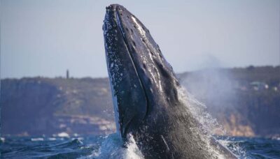 Discovery Whale Watching Tour by Catamaran