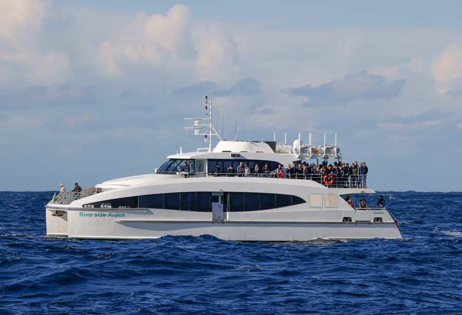 Sydney: Discovery Whale Watching Tour by Catamaran - Who will enjoy this cruise most?
