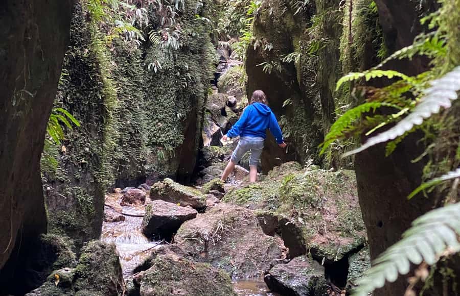 Taupo: Lake Taupo Western Bays Catamaran Tour with Bush Walk - What the 90-minute format gives you