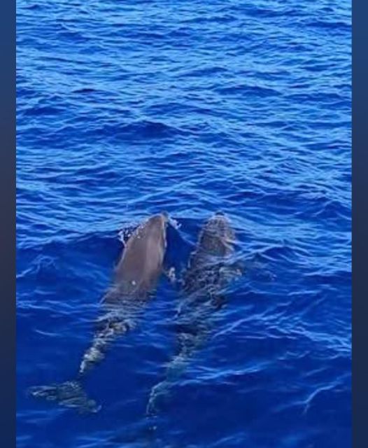 Tenerife: Sunset Catamaran Tour with Transfer, Buff & Drinks - Searching for pilot whales and dolphins