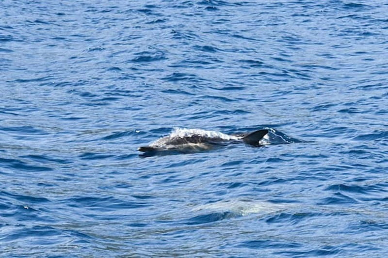 Torrevieja: Adventure tour on the catamaran Apaleo - Food, Drinks, and the Onboard Mood