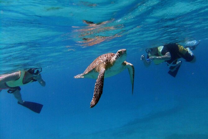 Turtle Cove Catamaran Snorkel and Sail at Little Buck Island STT - Sailing from Frenchman’s Cove on The VI Cat