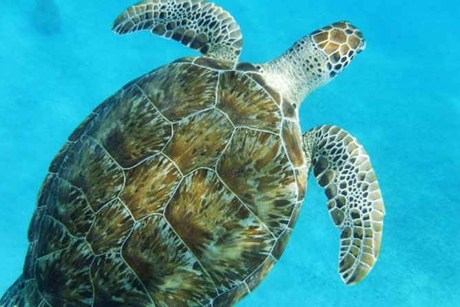 Turtle Cove Catamaran Snorkel and Sail at Little Buck Island STT - Should you book Turtle Cove?