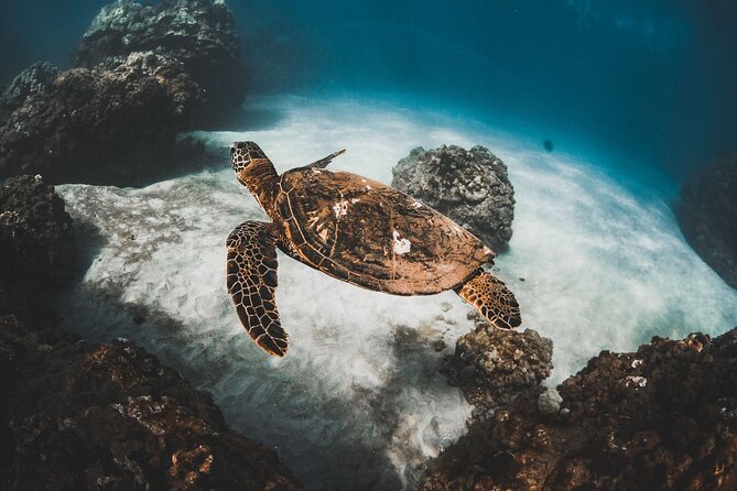 Turtles & Tacos Luxury Catamaran Snorkel - Leaving Maalaea Harbor at 11 a.m.