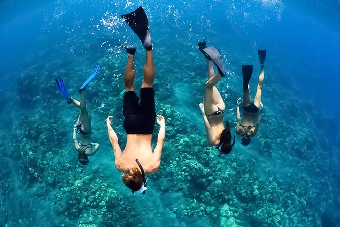 Turtles & Tacos Luxury Catamaran Snorkel - Snorkeling with turtles, fish, and the occasional surprise