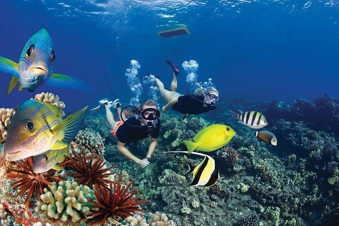 Turtles & Tacos Luxury Catamaran Snorkel - How much value do you get for $199?
