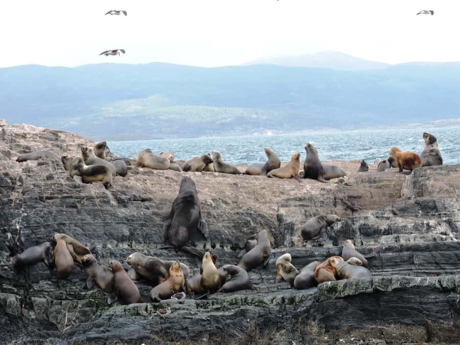 Ushuaia: Beagle Channel & Sea Wolves Island Catamaran Cruise - How the guide and commentary work