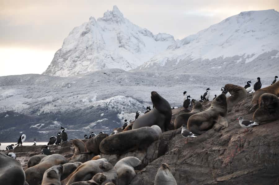Ushuaia: Beagle Channel & Sea Wolves Island Catamaran Cruise - A modern catamaran with room to change your view