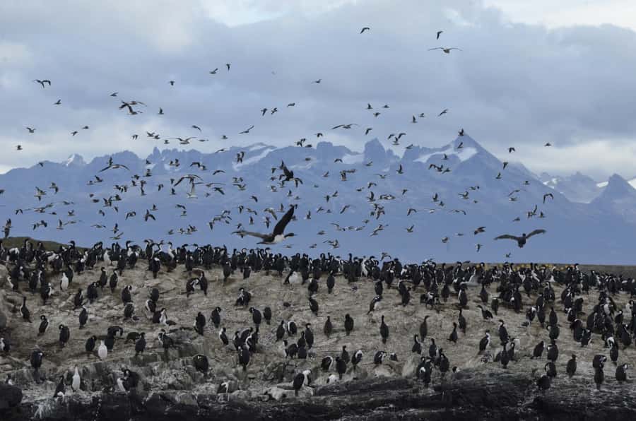 Ushuaia: Penguin Watching Tour by Catamaran - What to Bring and How to Prepare