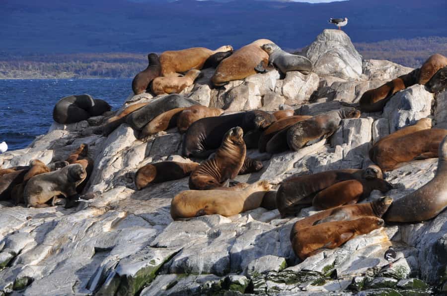 Ushuaia: Penguin Watching Tour by Catamaran - Guide Commentary, Photos, and Onboard Comfort