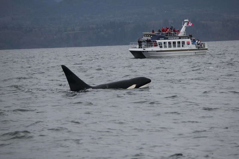 Victoria BC: 3-Hour Whale Watching Expedition - Key points to know before booking